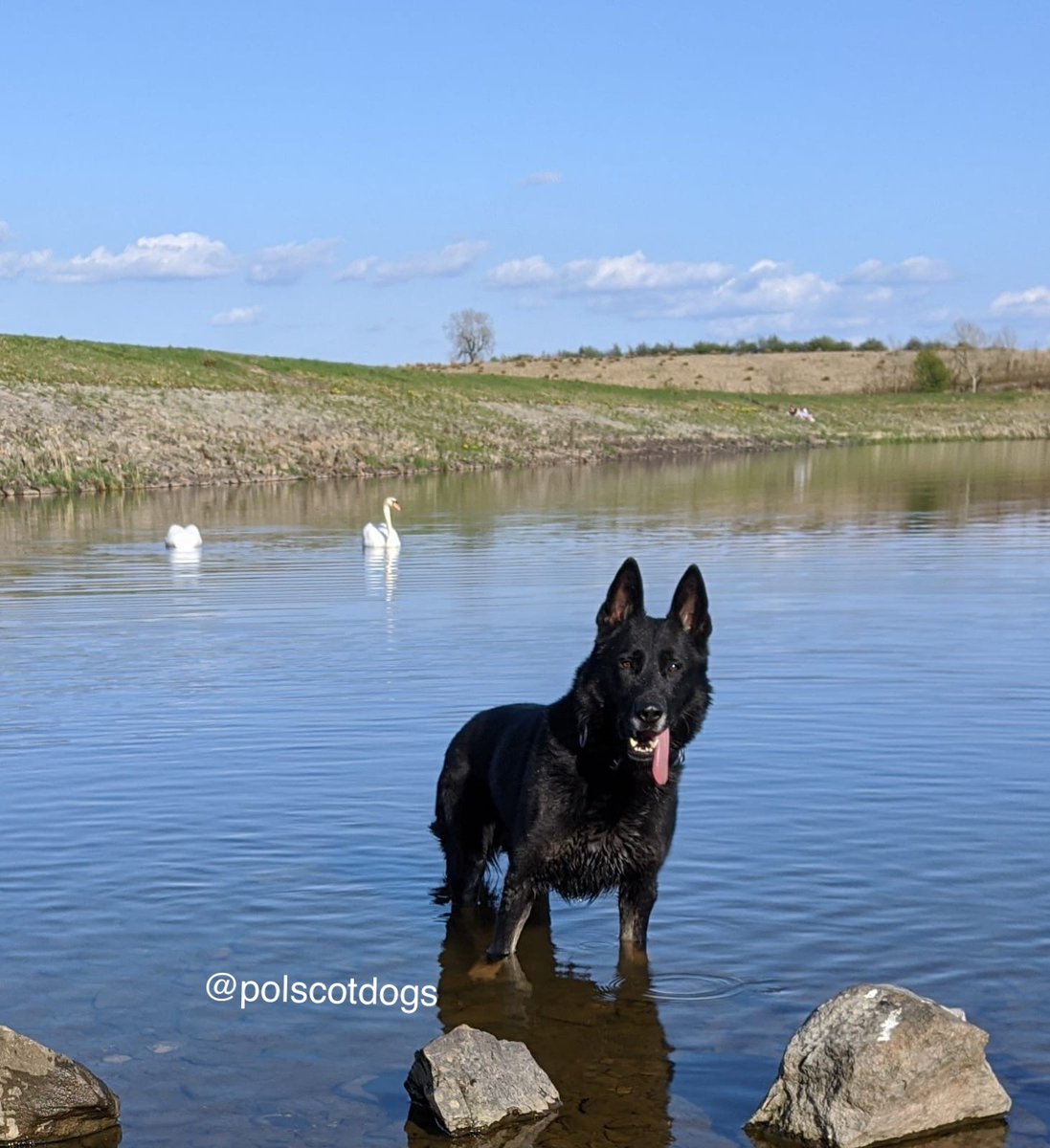 PSOSDogs's tweet image. Break in to a pub in Glasgow. #PDBodie deployed, suspect runs as Bodie searching, he didn’t get very far! 
3 children reported missing in @PaisleyPolice PD Bodie showed them his winning smile &amp;amp; they decided going home for the night was a good option.  
🐾🐶 #TopDog