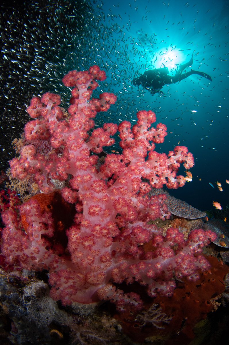 ZuBluDiving's tweet photo. Where is your favourite spot for #reef diving?

#WorldReefDay #worldreefawarenessday #coral #scubadiving https://t.co/5Q2fflbhFa