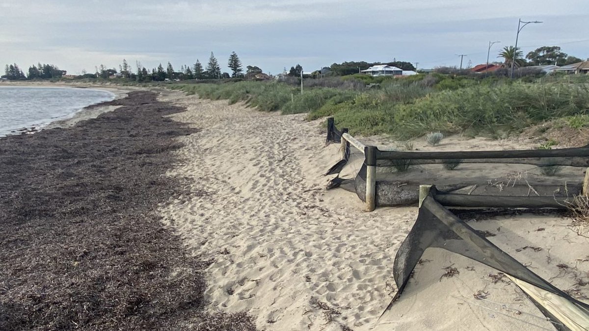 coastsnap_wa's tweet photo. Recent beach erosion from this past weekend's storm captured at our #CoastSnapShoalwaterBay site. Looking forward to seeing how the beach recovers when the 'after' photos come in! 
#coastalmonitoring #coastsnap #coastsnapwa
@OgsUwa @uwanews @uwaoceans https://t.co/q9vXxG4ZR9