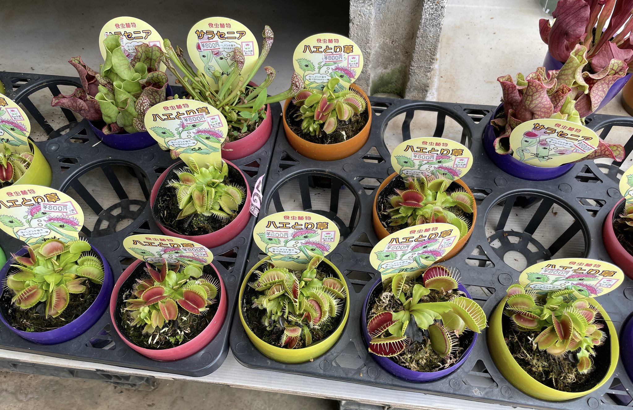 はるまさ 野々山園芸さんのハエトリソウ 今のところ確認できた 今年のラインナップは B52 Cz 大花 Big Mouth ノーマル 名なし の５種類 個人的には 葉の針が癒着しているczが形も好み T Co Hex2tquwtb Twitter