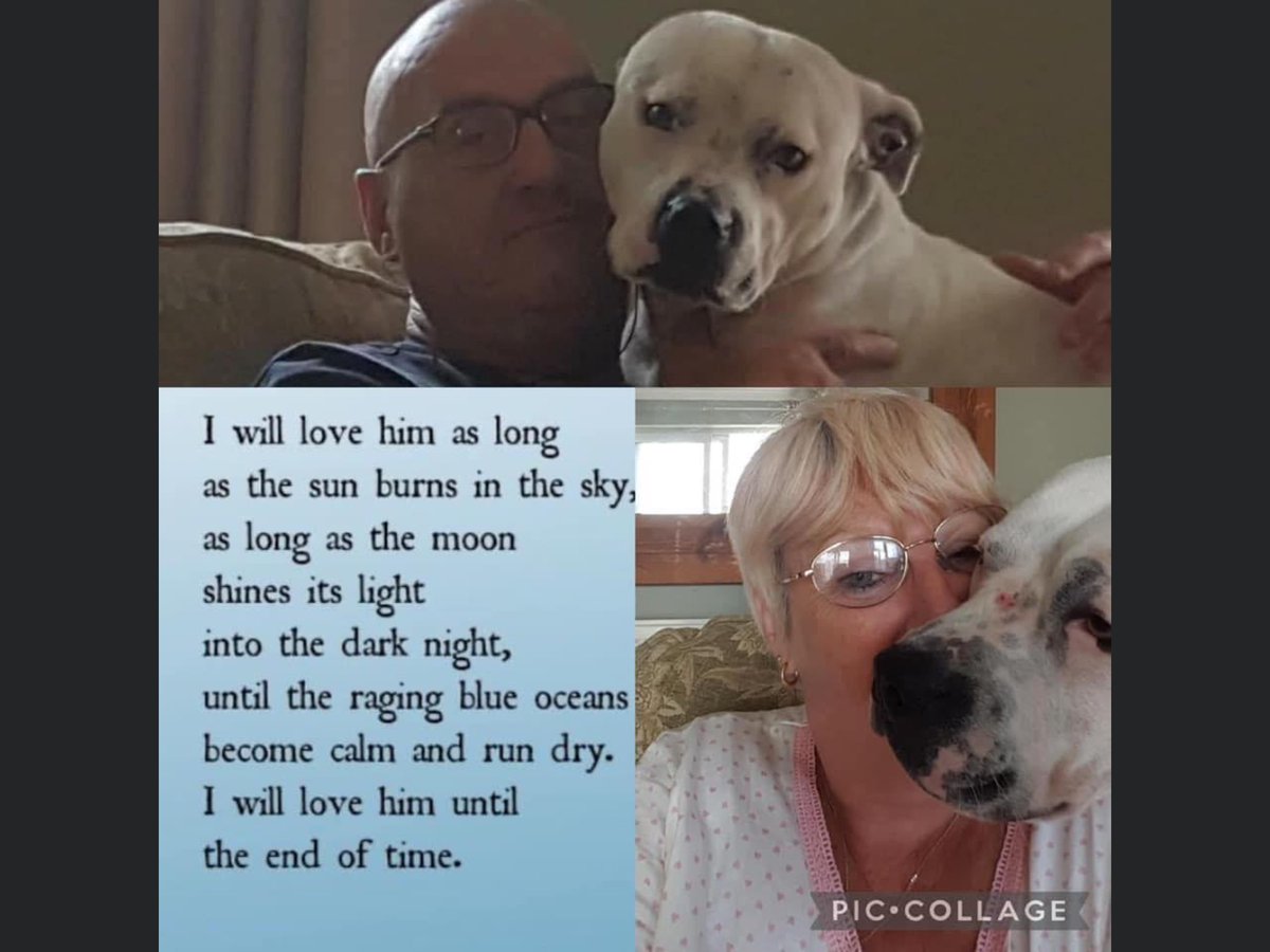 KarenFi51820768's tweet photo. Still not home, no scan of his microchip, no sightings nothing 😞@Find_Kemo the love they have for their boy is immeasurable and the hurt they suffer daily is truly heartbreaking 💔 please keep your eyes open for #FindKemo #Stolen #CancersupportDog #RT https://t.co/cdb2iNmJrX
