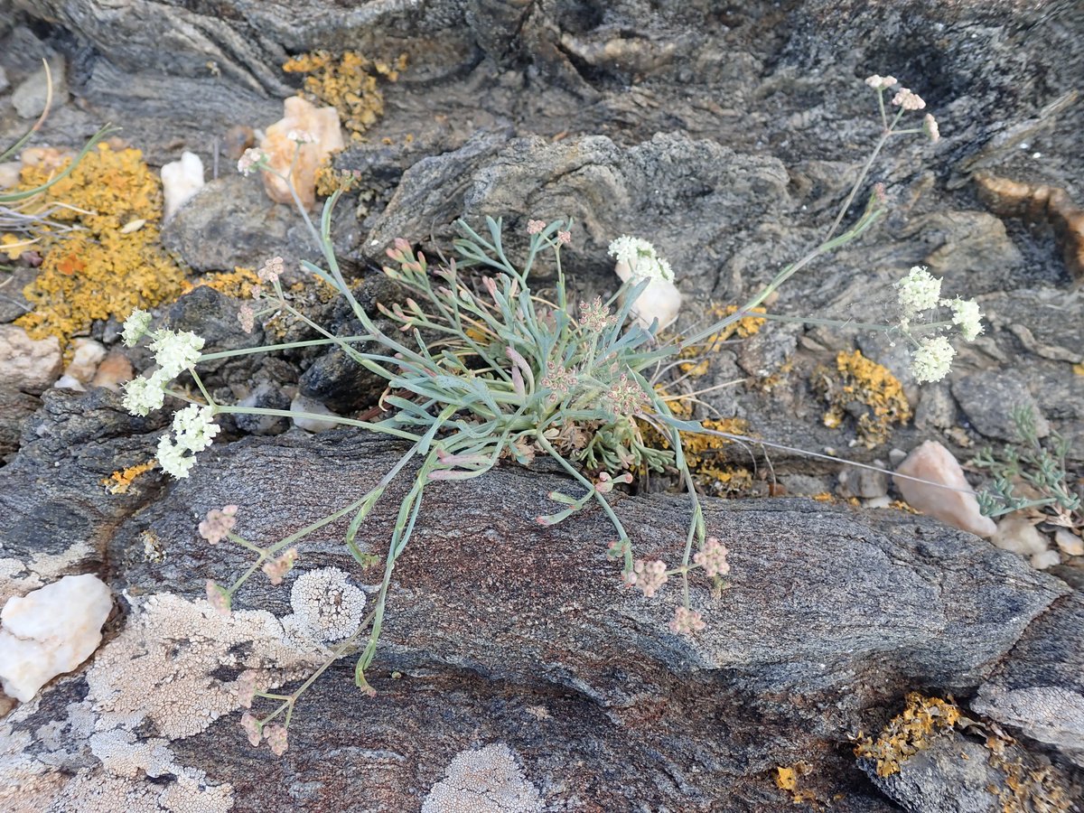 7 anys de seguiment de la sèseli (Seseli farrenyi) fa que aquesta planta ja formi part de la meva vida. Es un endemisme del #capdecreus com el tritó ho es del #Montseny. Hi ha #biofollowers que també seguim plantes en l'espai i temps per tenir informació per la seva conservació