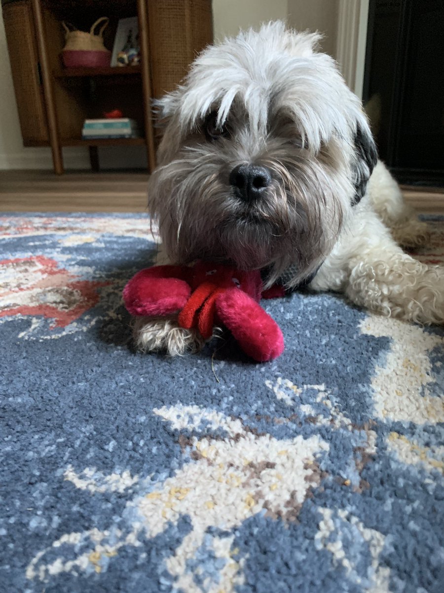 Got Thor a toy lobster from Maine. Safe to say that he loves it. (Also, who have I become? I buy souvenirs for my dog now!) https://t.co/M5XOGNm5wP