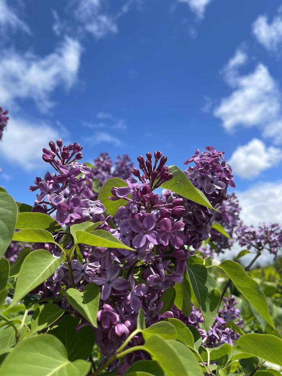 Ddあきら 平日の公園へ 北海道はライラックの季節です 花言葉 思い出 友情 早くヲタ友でお酒が飲めますように 北海道 ライラック
