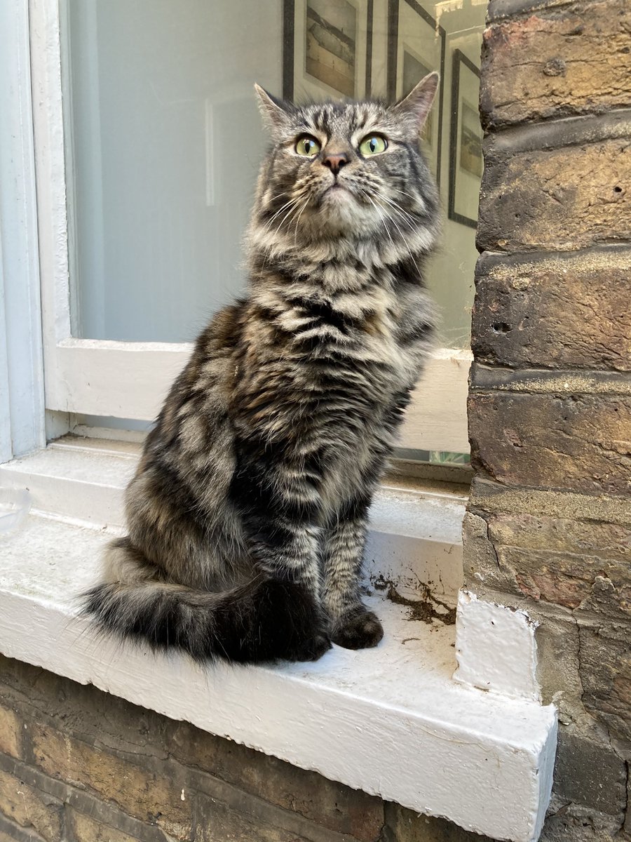 RussMcClintock's tweet photo. @w9maidavale @W9_Love Lost cat just arrived at Elgin Mansions. Anybody local recognise this lovely pet? https://t.co/hXO5FfhVON