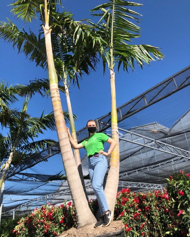 ValleyviewG1970's tweet image. Every year when these Adonidia Palms arrive for a custom order we are in awe of their size! 🌴Steph is feeling like the queen of the jungle! 💚 #adonidiapalm #queenofthejungle #palmtrees #tropicalplants #plantsmakepeoplehappy #weloveourplantjobs #greenhouselife
