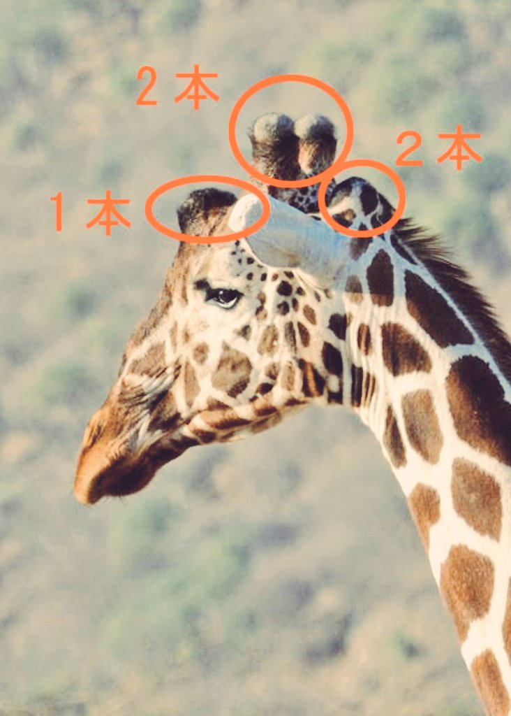 やけに仏教に詳しいフリーザ على تويتر へぇー キリンの角は5本