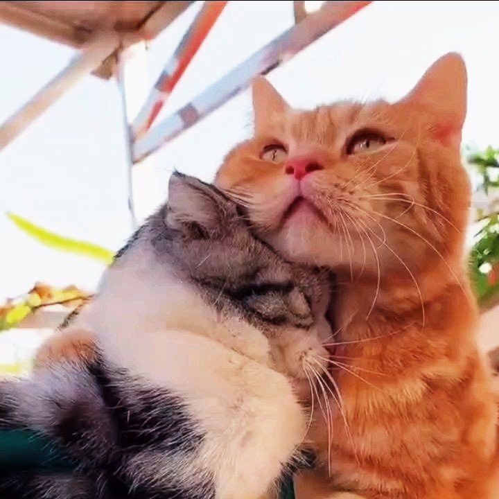 Смешные картинки с надписями. Популярный кот. Анекдоты про кошек. Котоматрица свежак фото с надписями. Смешные стишки с котами.