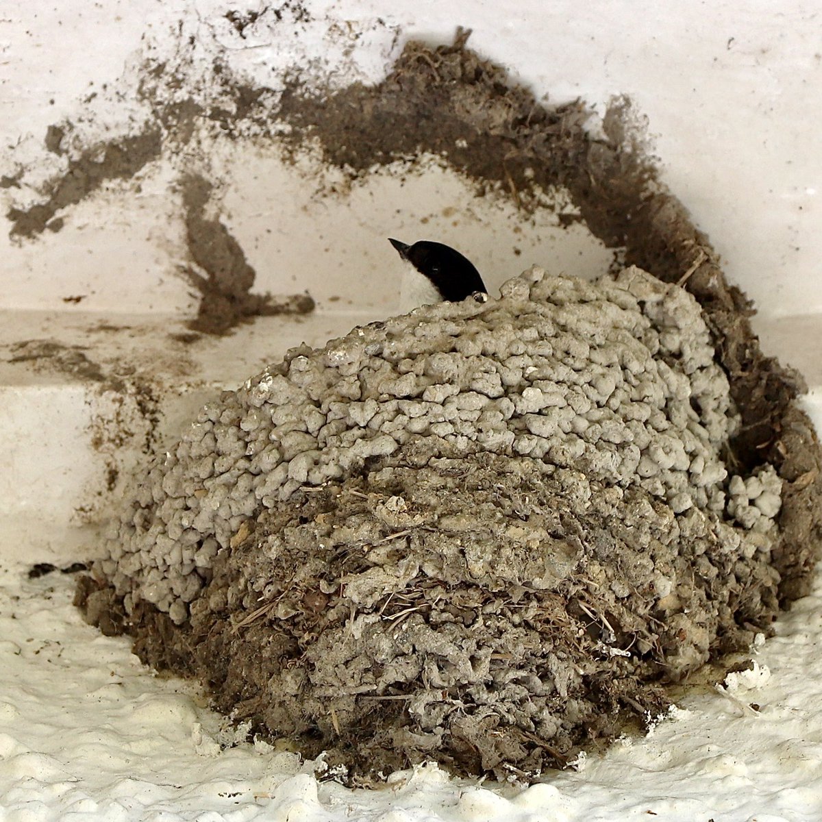 Martin’s back. A few repairs needed... #housemartin