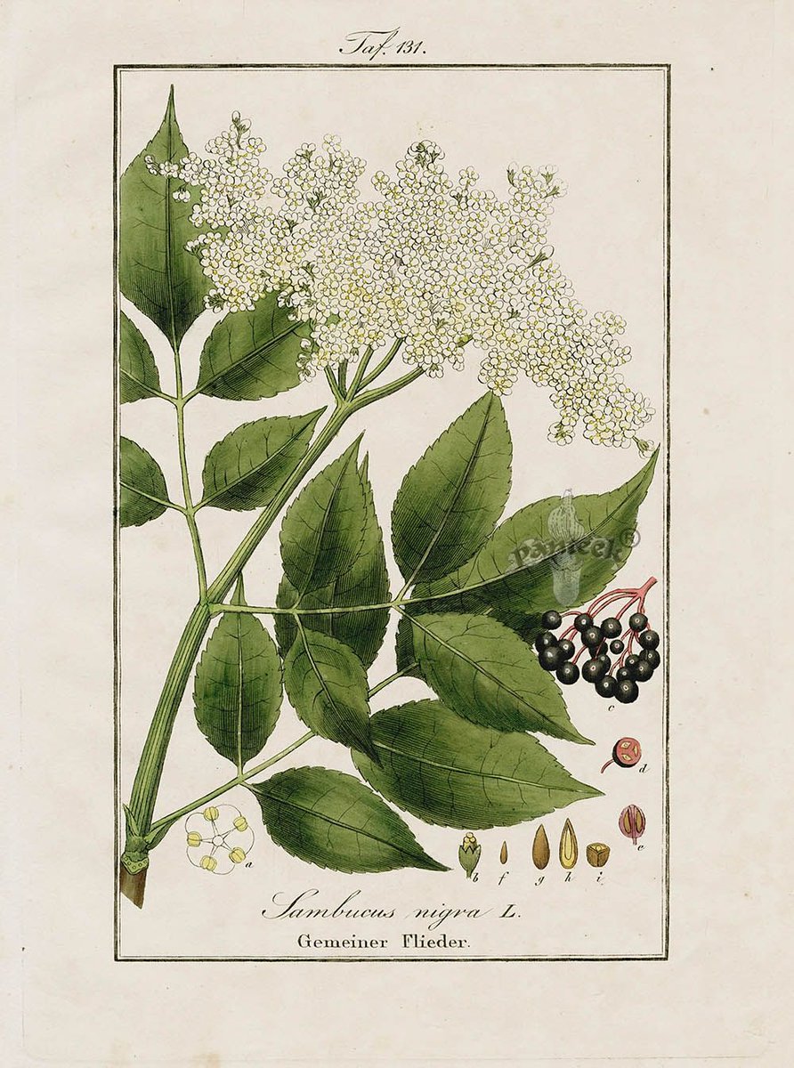 June: Elderflowers are in bloom. Pick the flower heads in the morning on a sunny day for cordials and wines. Calms anxieties and fears, stimulates joy and aids recovery for yourself or others. Used for protection, prosperity and to encourage good health. #IgnotaDiary