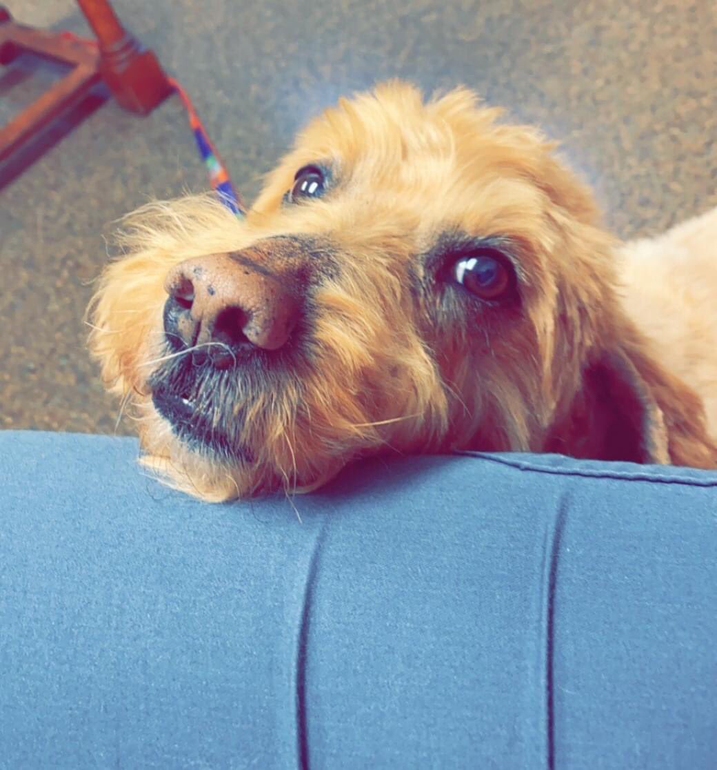 DelphosAnimal's tweet photo. Aaaawww...."Charley," you are so darn adorable!! Matt and Lynn Elwer's 8 year old Goldendoodle knows just how to butter us up with those puppy dog 👀. #goldendoodlelove https://t.co/5Nes49sD5z