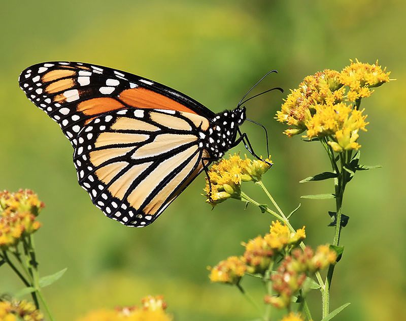 eco18dotcom's tweet photo. Here are 6 tips to observe National Pollinator Month. Click the link below to learn more.
#NationalPollinatorsMonth #BeeCounted #pollinatorsweek #pollinator #bees #nature #savethebees #pollinators #beekeeping
https://t.co/kff4hejkvL https://t.co/eRWcRnRn2h