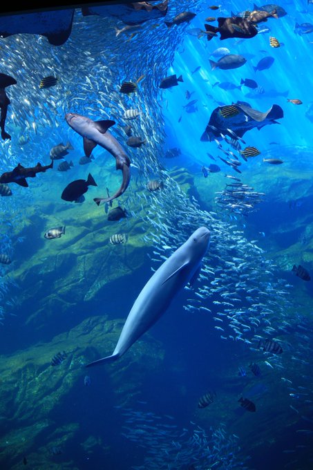 仙台うみの杜水族館のtwitterイラスト検索結果 仙台うみの杜水族館のtwitterイラスト検索結果