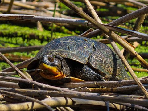 OhioDivWildlife's tweet photo. 🐢 Did you find a turtle that seems injured? Old injuries that have healed, including a missing limb, eye, or previously cracked shell, are commonly observed in wild turtles and are not a sufficient reason for 'rescuing' a turtle. 📌 https://t.co/Ed03TtMcTA #wildohio https://t.co/NAO21zcf2W