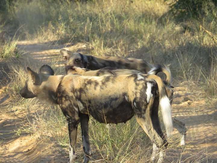Heavily pregnant Cloudy, alpha female of the Somamalisa pack, spotted recently in Manga 3. We are so ready for pups, are you?

#somamalisapack #pups #pdc #wildlife #conservation #savethepainteddog #zimbabwe #africa 

Credit: Dophas Tshaba
