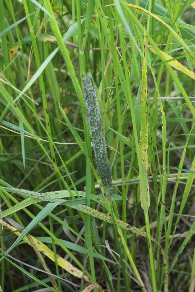 RPilze's tweet photo. Mastigosporium album ex Alopecurus pratensis

#Mastigosporiumalbum #Mastigosporium #Alopecuruspratensis #Alopecurus #WiesenFuchsschwanz #meadowfoxtail #Vulpindesprés #mushroom #mushrooms #fungus #fungi #pilz #pilze #champignons #champignon #nature #natur https://t.co/wdaffQa6SW