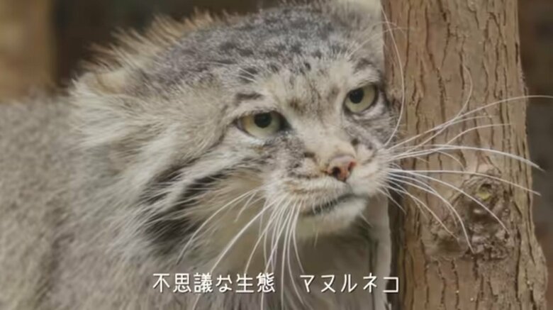 那須どうぶつ王国の マヌルネコのうた がクセになる マヌる 人続出の希少動物の魅力とは Twitter