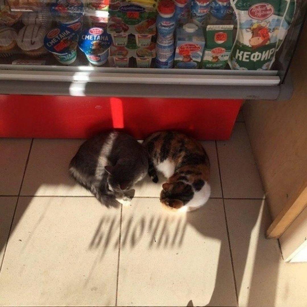 No Context Russia (@russia_nc) on Twitter photo 