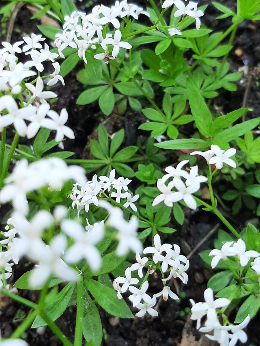 MurmurousHum's tweet photo. I stumbled upon #plantspiritchallenge 2 years late, although it's never too late to get to know a new plant. Sweet Woodruff is my June partner. Such an interesting little plant, I am excited to see where our journeying takes us. 
#HeadHeartHandsBlog #SweetWoodruff https://t.co/q2GkxggHHJ