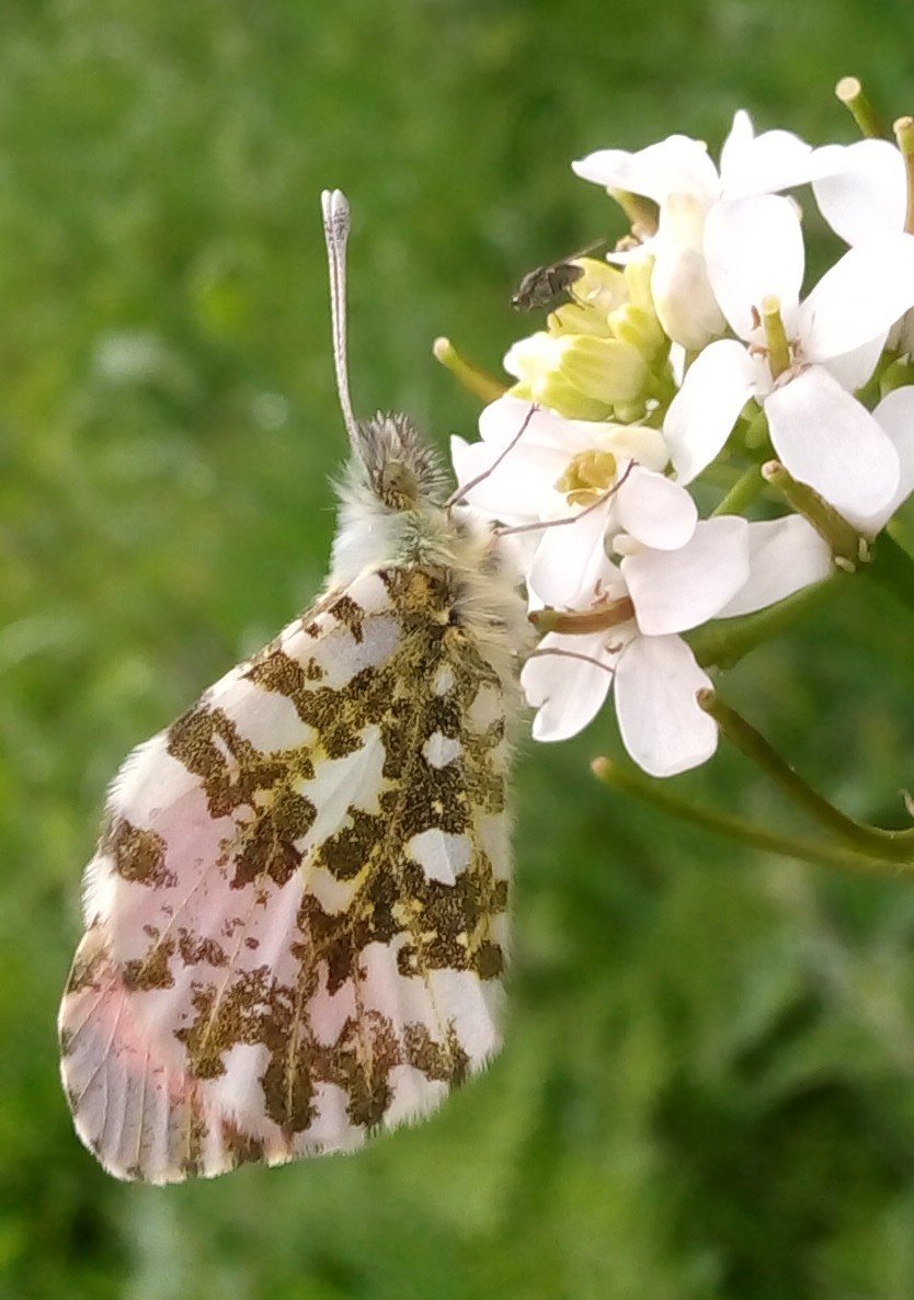 s4r4h_l's tweet image. #TitliTuesday Celebrating May's #OrangeTips, such a wonderful #butterfly that had amazed me with its hardiness in a very damp and cool month this year. @savebutterflies @BC_Lancs  #positivity #joy