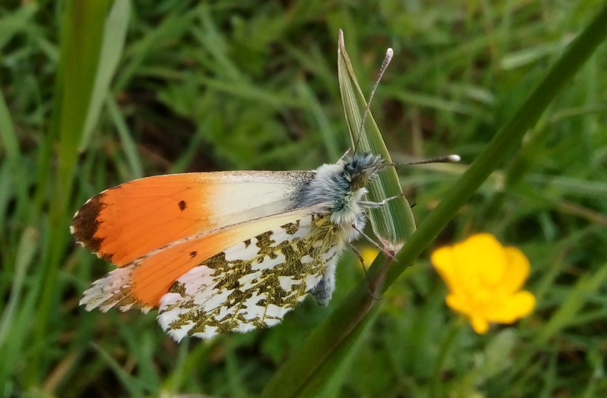 s4r4h_l's tweet image. #TitliTuesday Celebrating May's #OrangeTips, such a wonderful #butterfly that had amazed me with its hardiness in a very damp and cool month this year. @savebutterflies @BC_Lancs  #positivity #joy