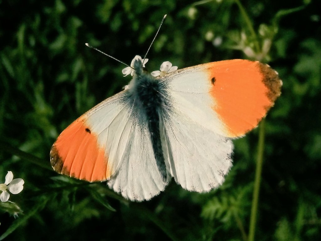 s4r4h_l's tweet image. #TitliTuesday Celebrating May's #OrangeTips, such a wonderful #butterfly that had amazed me with its hardiness in a very damp and cool month this year. @savebutterflies @BC_Lancs  #positivity #joy