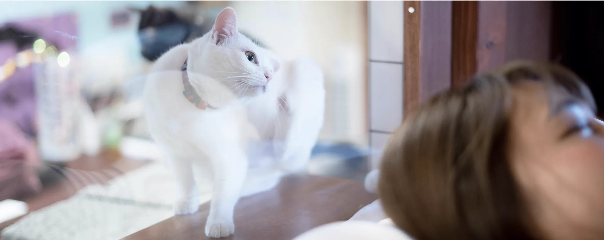 猫を眺めながら泊まれる『ねこ浴場』が話題！足湯やねこ浴で癒しのひと時を味わえる！