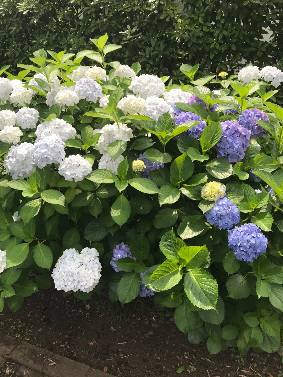 This Japanese Tokyo 紫陽花 あじさいhydrangea の花 はなflowers が とてもきれいな Very Beautiful 季節 きせつseason に なりました It Has Become 今 いまnow 紫陽花が見頃 みごろthe Best Time To See です 紫陽花が きれいな This Japanese Tokyo 紫陽花 あじさいhydrangea の花 はなflowers が とてもきれいな Very Beautiful 季節 きせつseason に なりました It Has Become 今 いまnow 紫陽花が見頃 みごろthe Best Time To See です 紫陽花が きれいな