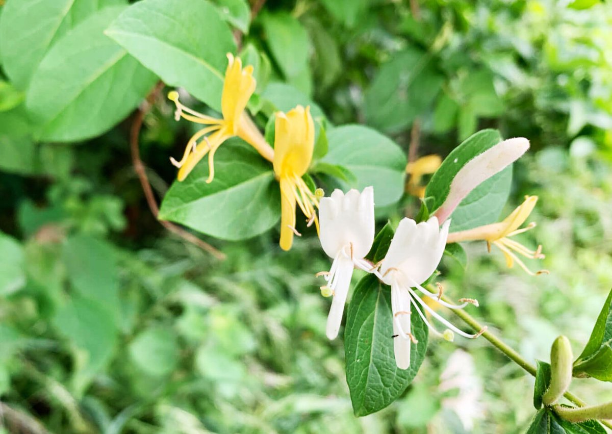 暦生活 こよみせいかつ V Twitter 金銀花 とても美しい名前ですね 上下に大きく2つに分かれたような花びらが特徴の スイカズラ 常緑のつる性植物で 咲き始めは白く 翌日には黄色に変化することから金銀花 きんぎんか という別名もあります