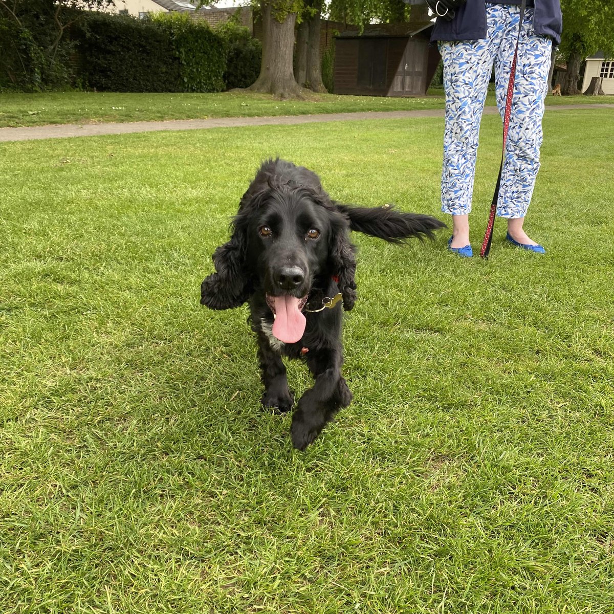 Who let the dogs out? 🐶🐾 Jarvis, Layla, Monty, Bertie &amp; Rufus were the stars of the show in some filming that took place on Friday! #QASKindHearts