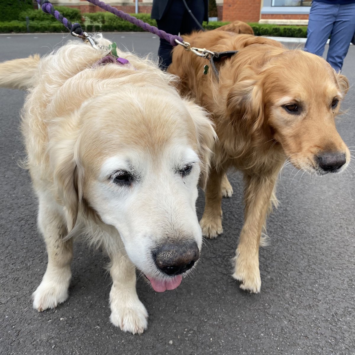 QASCaversham's tweet photo. Who let the dogs out? 🐶🐾 Jarvis, Layla, Monty, Bertie &amp; Rufus were the stars of the show in some filming that took place on Friday! #QASKindHearts https://t.co/RwoTuS5BOJ