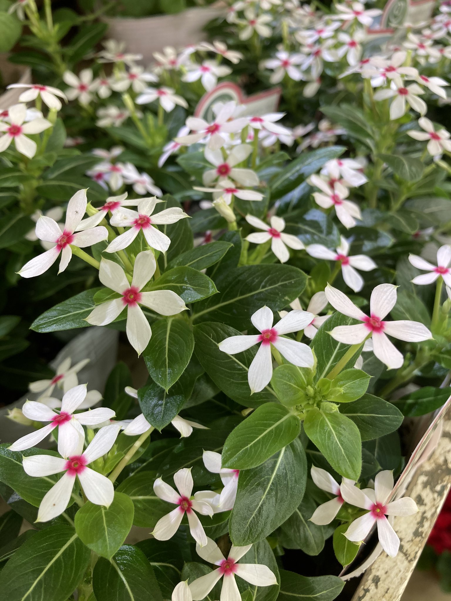 In Natural インナチュラル 夏の寄せ植えにオススメ 日々草 夏花火 小輪のかわいい日々草 比較的コンパクトにまとまるのでかわいいが長持ち 切り戻しや追肥をしながら秋まで長く楽しめます 日々草 ニチニチソウ 夏花火 インナチュラル