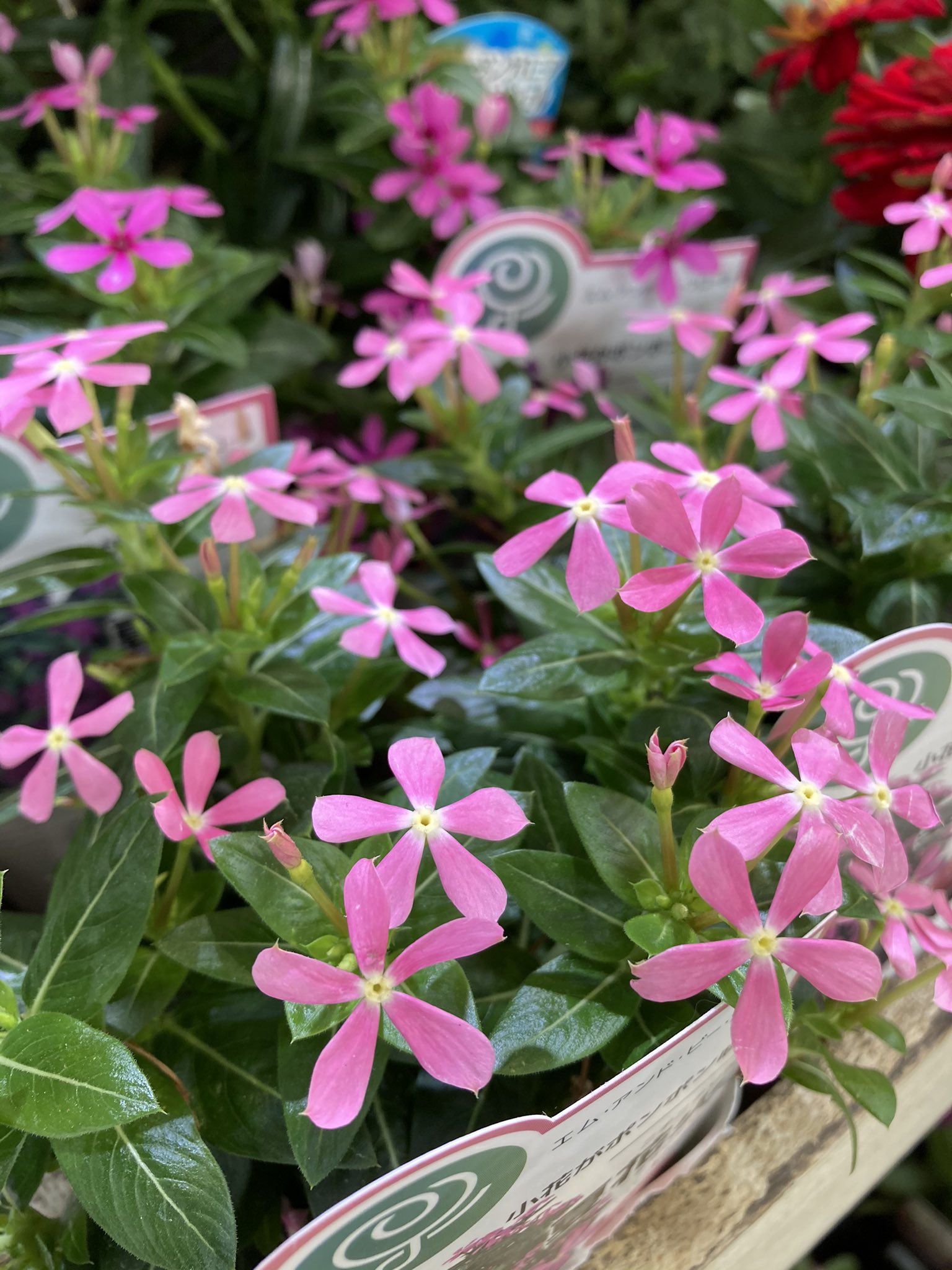 In Natural インナチュラル 夏の寄せ植えにオススメ 日々草 夏花火 小輪のかわいい日々草 比較的コンパクトにまとまるのでかわいいが長持ち 切り戻しや追肥をしながら秋まで長く楽しめます 日々草 ニチニチソウ 夏花火 インナチュラル