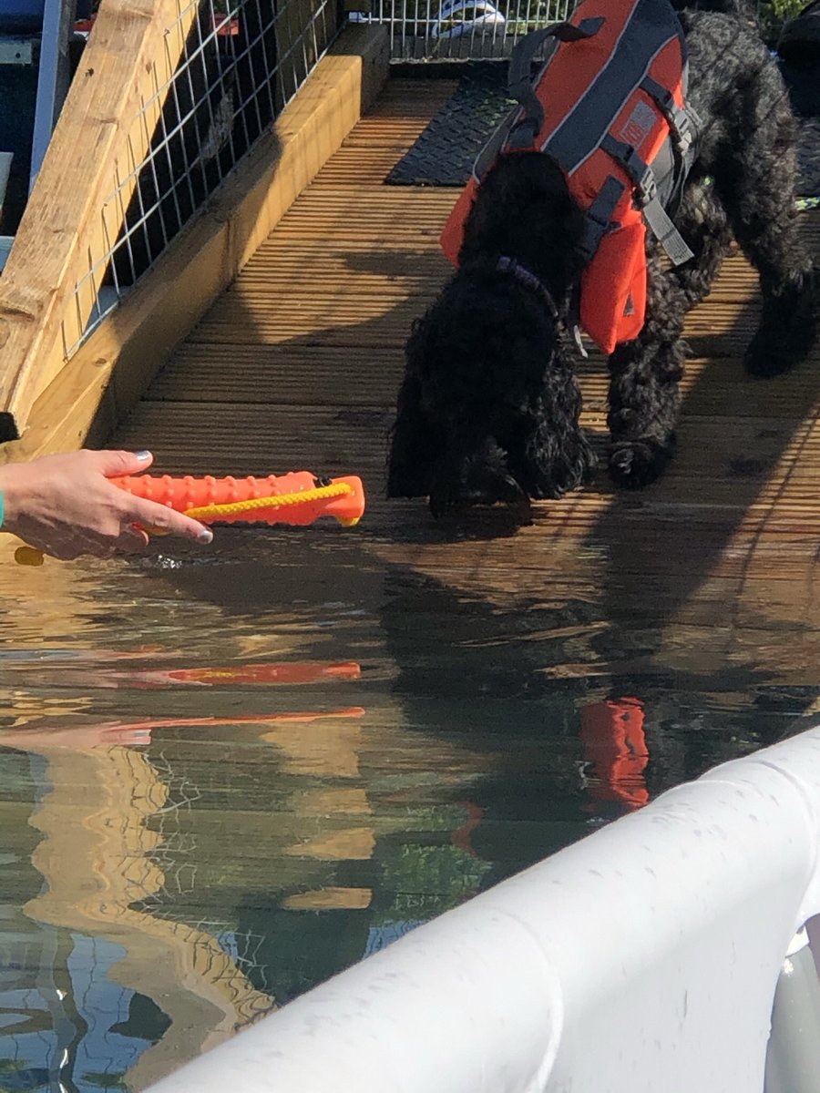 BrambleTherapyDog tweet media