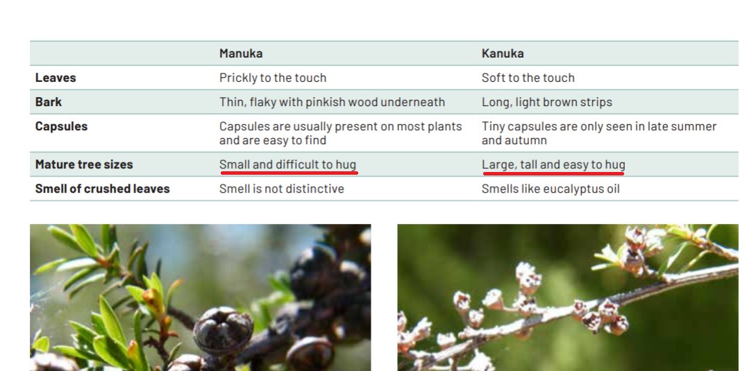 lcsnz's tweet photo. thank you to whichever genius botanist decided to start categorising trees by hug quality, this is the energy we need in 2021 https://t.co/2N7UzQ66b4