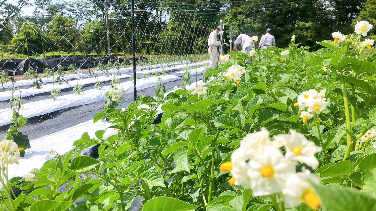 県立広島大学庄原キャンパス على تويتر 庄原キャンパス近況 農場では今 ジャガイモが開花し すくすくと育っています 品種によって 花の色も全然違うんですね ジャガイモ じゃがいも フィールド科学教育研究センター T Co 2m4rwpnfri 庄原市