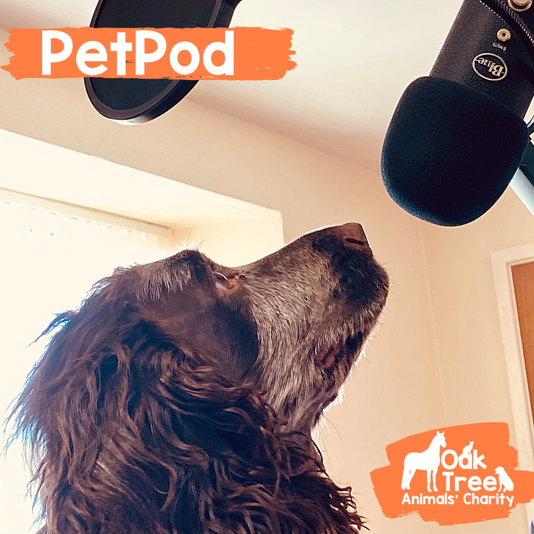 oaktreeanimals's tweet photo. Our latest Petpod is out!! Caroline and Caz talk with @burnspetfood about all things Nutrition and Weight Management!👏🐾 Grab a brew and have a listen: https://t.co/ujELV2gpR7 #petpod #poweredbyburns #backedbyburns #burnspetnutrition #animalrescue  #oaktreeanimals #podcast https://t.co/26Vt9dhbst