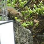 ツイートに含まれる画像