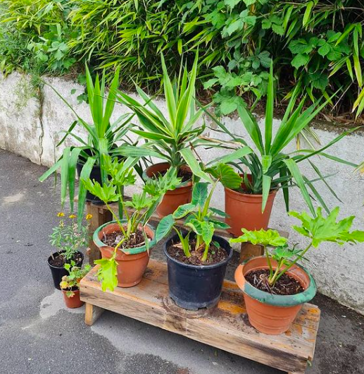 wolvelanecentre's tweet photo. Visit our Centre on Sundays 11.00am – 3.00pm for the Wolves Lane Plant Sales! 🪴
Get your vegetable seedlings and house plants to start your kitchen garden off, bring colour to your balcony and liven up your living room. Cash and card accepted.
#wolveslane #plantsale #organic https://t.co/FZOZ9ME4QT