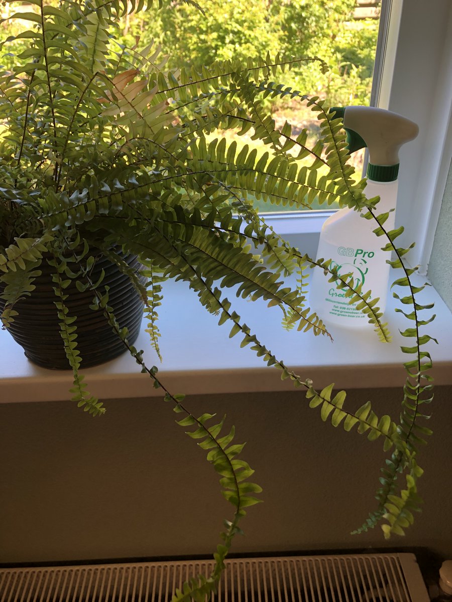 GroeneBeer's tweet photo. 1 van onze kantoor planten. We love it! Heb jij planten op kantoor? #kantoorplanten https://t.co/V8F98KRMHr