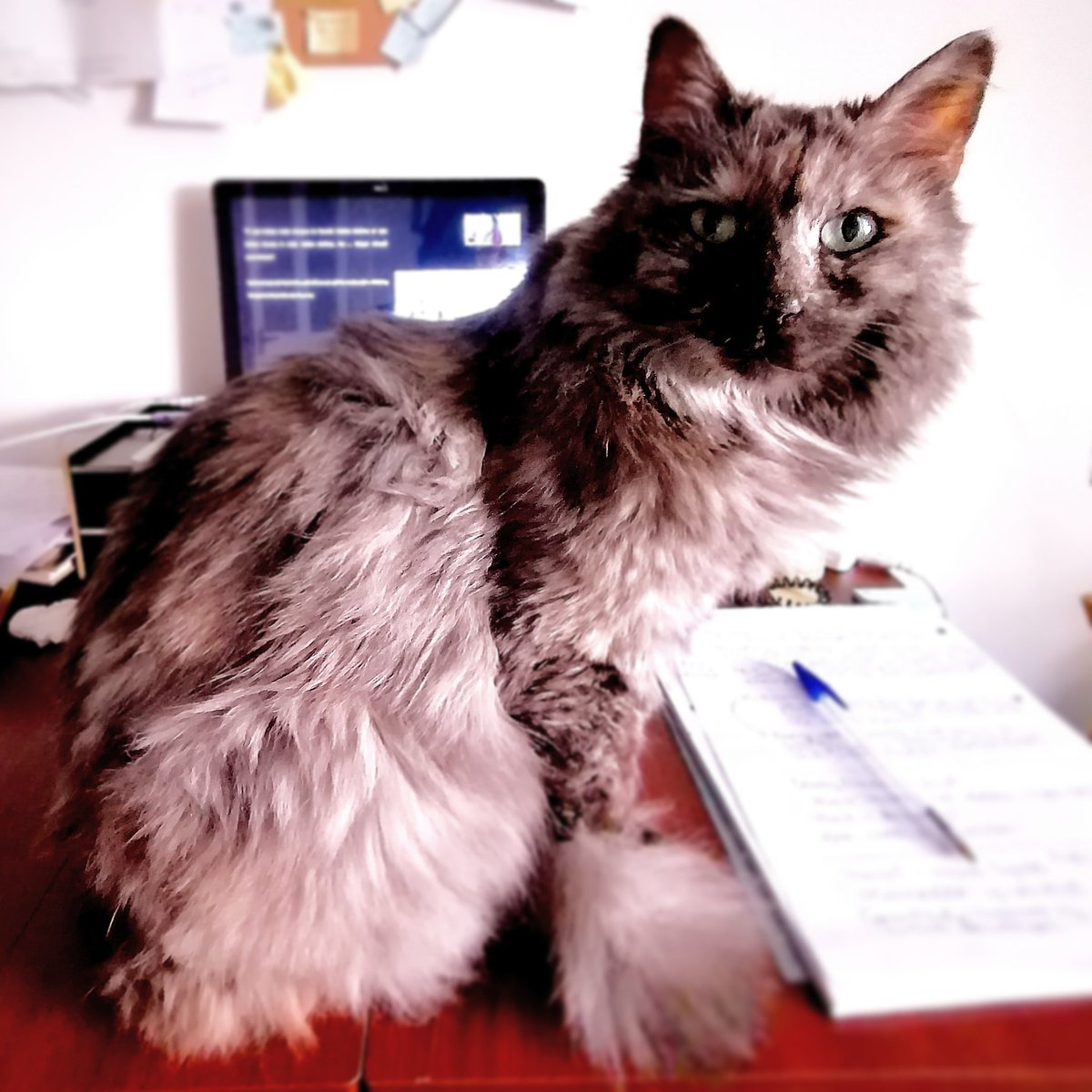 Aija Oksman, PhD tweet media