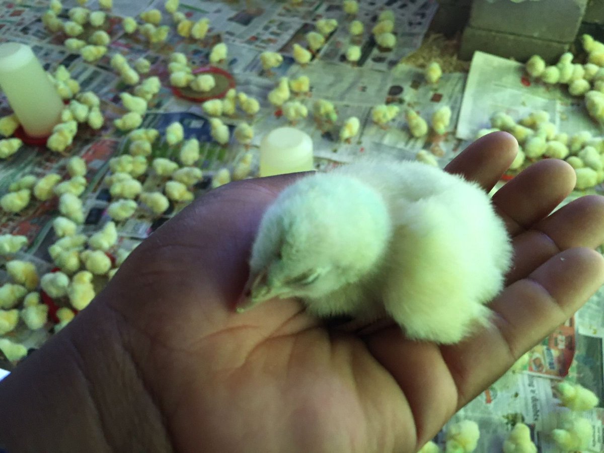 CapricornFMNews's tweet photo. A 26-year-old poultry farmer based in Ga-Maboi village outside Mankweng, Maphate Rakoma says she has against all odds created employment for three people by selling 500 broiler chickens per 30-day cycle. #YouthMonth TT https://t.co/rROF1XoIes