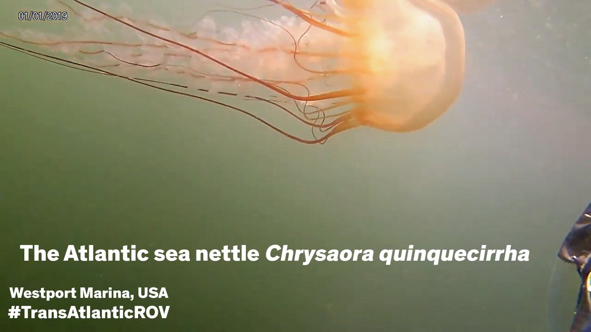 GalwayAquarium's tweet photo. #TransAtlanticROV project update from #USA The Atlantic sea nettle, Chrysaora quinquecirrha in wesport marina. https://t.co/IdoWM4Zq3a
@GHDailyWorld #ROV #Atlantic https://t.co/IXZI9P766Q