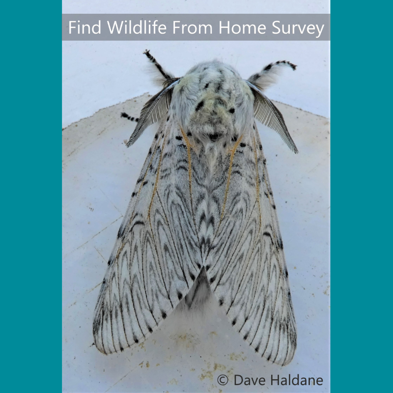 This beautiful Puss moth (Cerura vinula) photo was taken by one of our wildlife spotters. Named after cats due to their soft fur, these moths are a common sight in the UK during the evenings between May and July.

Send us your wildlife sightings at mwhg.org.uk/find-wildlife-… 

#FWFH
