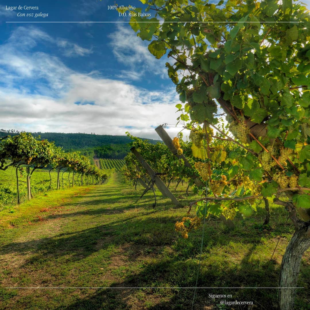 LaRiojaAltaSA's tweet photo. Otro de los muchos secretos de Lagar de Cervera es el microclima donde se desarrolla, que proporciona una perfecta maduración 🍃

Another of the many secrets of #LagardeCervera is its microclimate, which ensures a perfect maturation of the harvest 🍃

#convozgalega https://t.co/2GVse7mMhu
