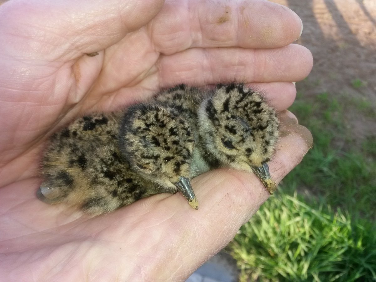 Weidevogels hadden dit jaar meer tijd om hun eieren uit te broeden en hun kuikens te laten opgroeien. Veel weidevogelkuikens hebben nu nog een week nodig voor ze kunnen uitvliegen. Houd bij het maaien rekening met de weidevogels <a href="/LandschappenNL/">LandschappenNL</a> geeft tips: ikl-limburg.nl/nieuws/houd-bi…