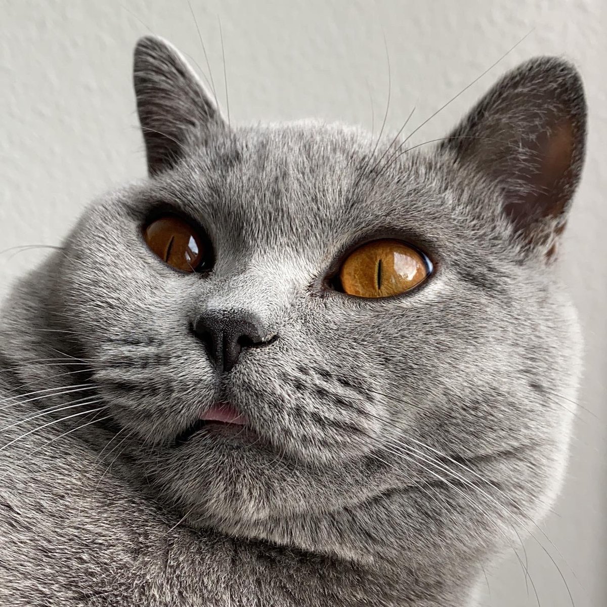lifewithbeanie's tweet photo. Here’s a #blep for you or a #mlem #cat #cutenessOVERLOAD #CatsOfTwitter https://t.co/PMwzwNDtSN