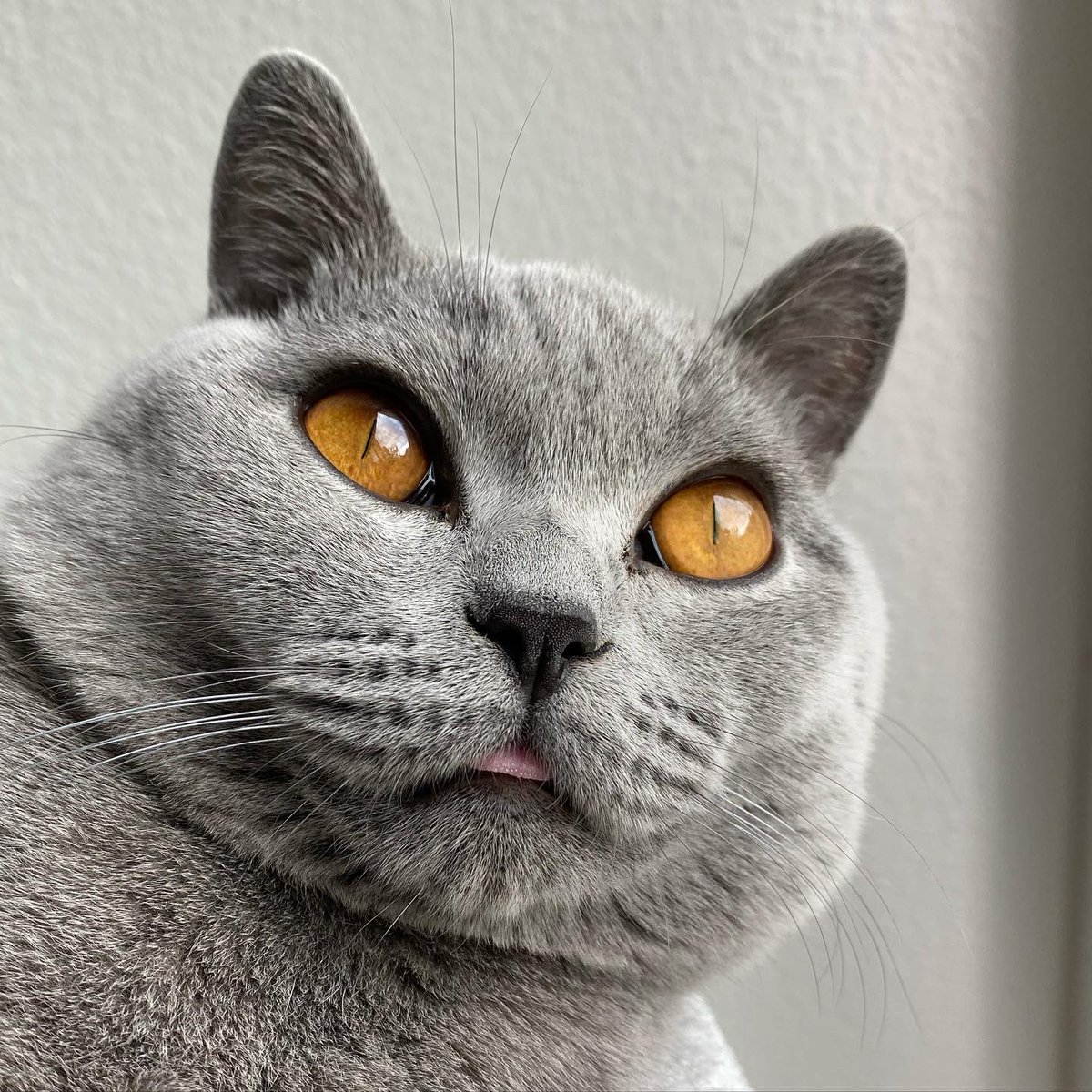 lifewithbeanie's tweet photo. Here’s a #blep for you or a #mlem #cat #cutenessOVERLOAD #CatsOfTwitter https://t.co/PMwzwNDtSN