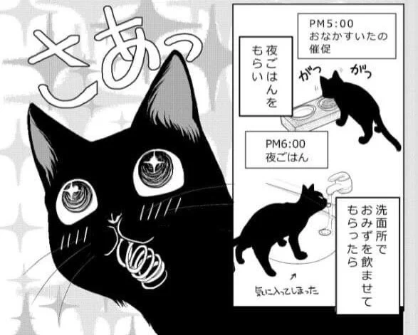 「60手前でねこを飼う」
今月号はなんと二本立て20pです!!
第5話いえ遊び
第6話そと遊び
ねこってこんなに遊びに付き合わされる動物でしたっけ???
明日6月2日発売jourすてきな主婦たち7月号に掲載です。
#ねこ漫画 #黒猫クウ
#jour 