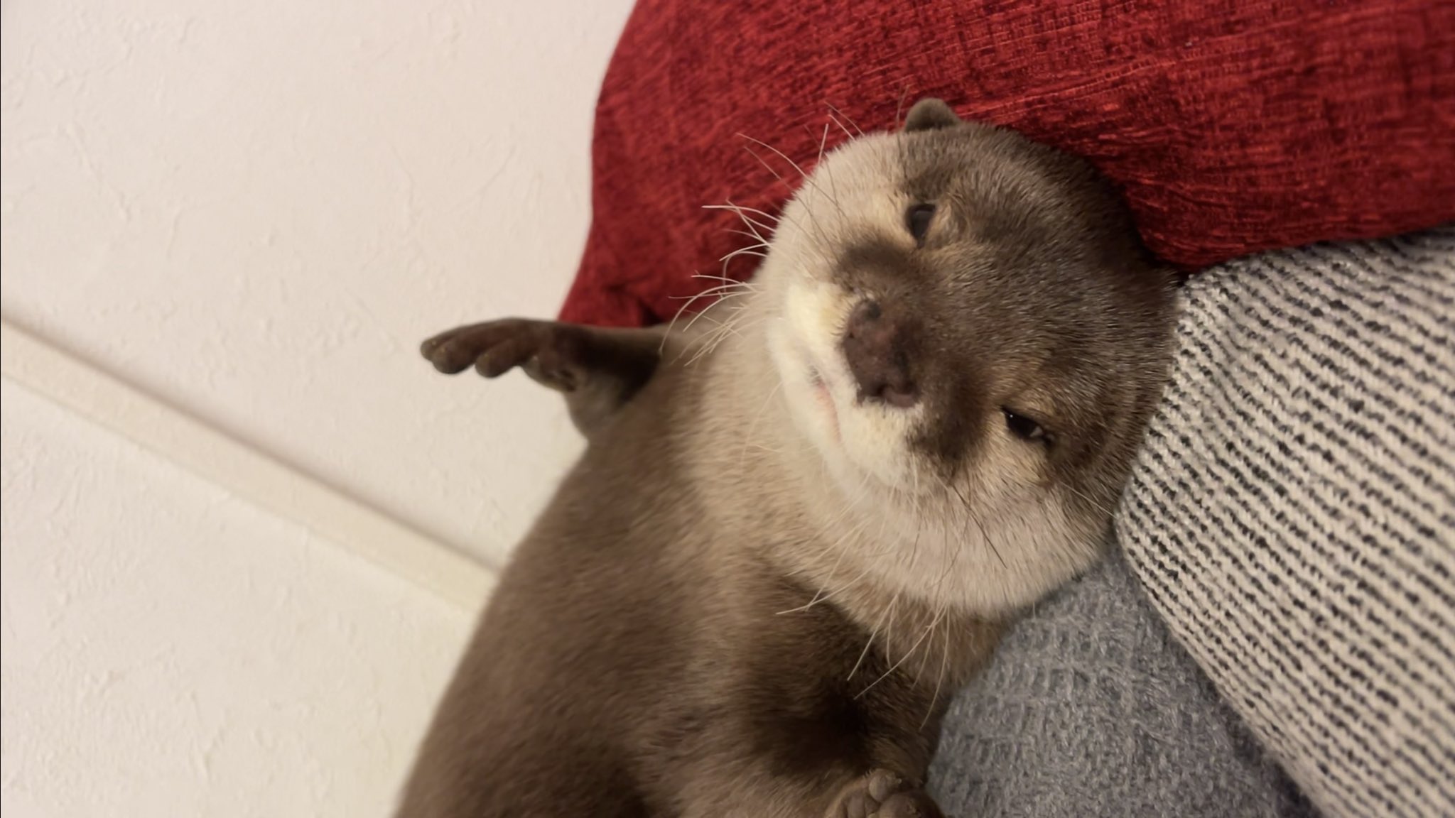 カワウソさくら ドヤ顔で寝ようとするカワウソ T Co Kst253rsex T Co 2ubu7ago6y Twitter